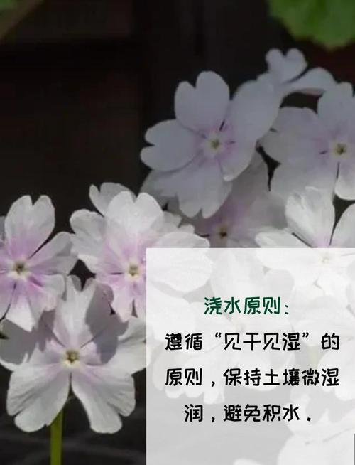 樱草花的养殖方法及注意事项，樱草花的养殖方法及注意事项图片？-第3张图片-优品飞百科