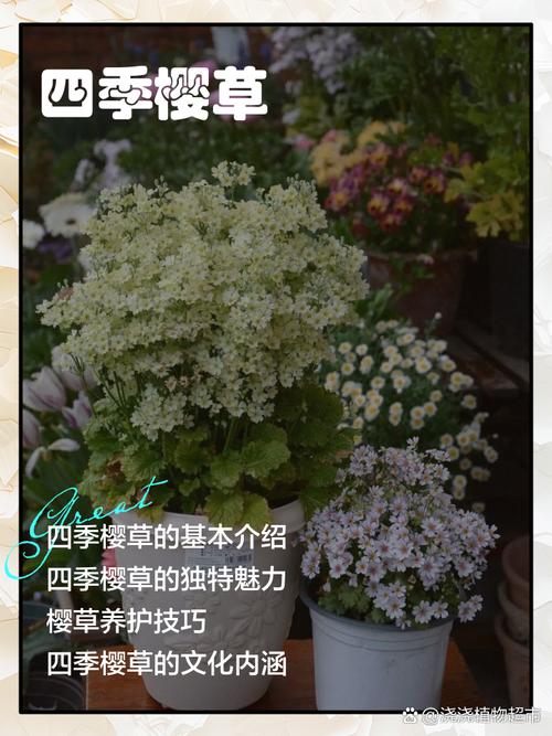 樱草花的养殖方法及注意事项，樱草花的养殖方法及注意事项图片？-第5张图片-优品飞百科
