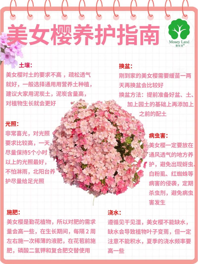 樱草花的养殖方法及注意事项，樱草花的养殖方法及注意事项图片？-第6张图片-优品飞百科