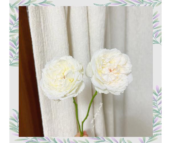 这些花养1种，就能让人羡慕一辈子，什么花养？-第2张图片-优品飞百科