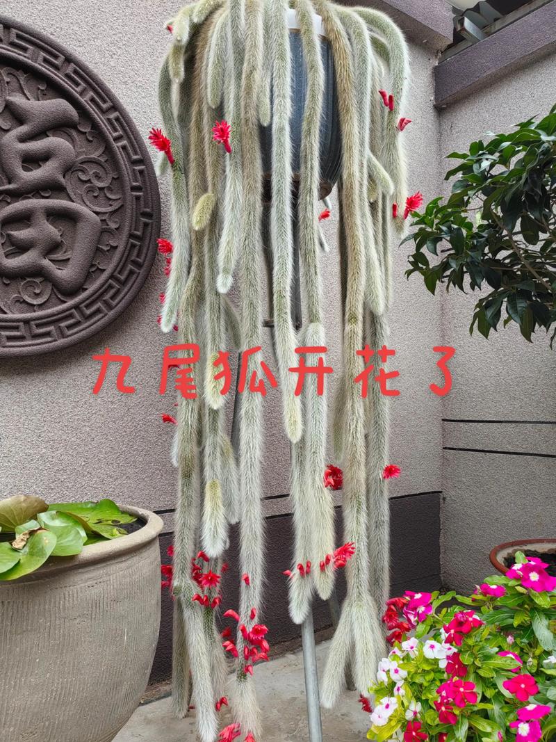 这些花养1种，就能让人羡慕一辈子，什么花养？-第3张图片-优品飞百科
