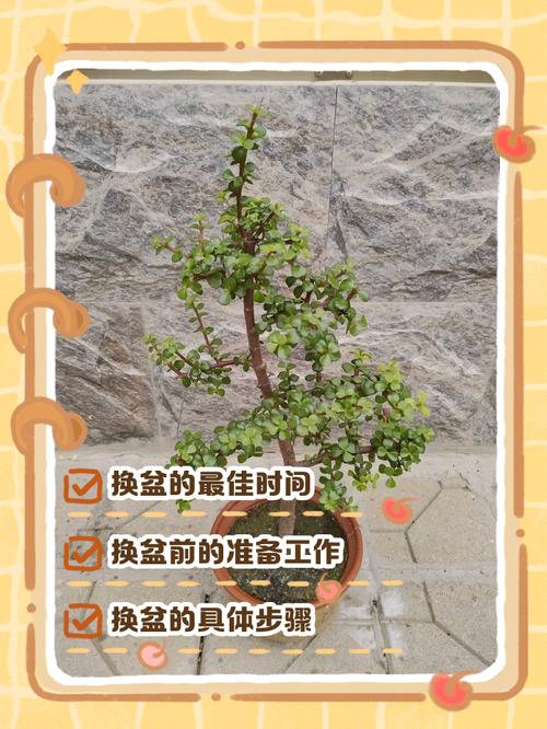 金枝玉叶怎么换盆？金枝玉叶怎么换盆换土？