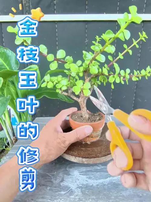 金枝玉叶怎么换盆？金枝玉叶怎么换盆换土？-第2张图片-优品飞百科