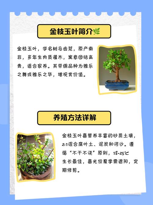 金枝玉叶怎么换盆？金枝玉叶怎么换盆换土？-第3张图片-优品飞百科