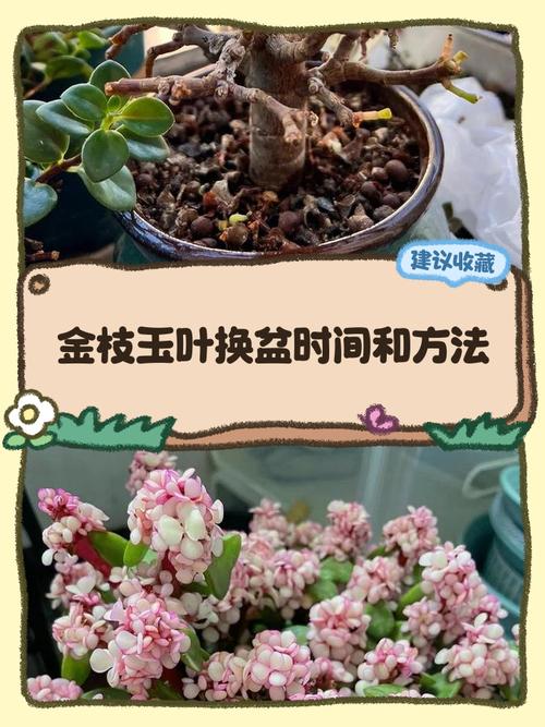 金枝玉叶怎么换盆？金枝玉叶怎么换盆换土？-第4张图片-优品飞百科