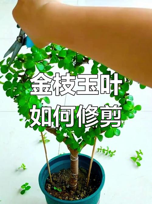 金枝玉叶怎么换盆？金枝玉叶怎么换盆换土？-第6张图片-优品飞百科