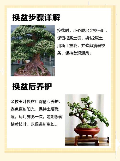 金枝玉叶怎么换盆？金枝玉叶怎么换盆换土？-第7张图片-优品飞百科