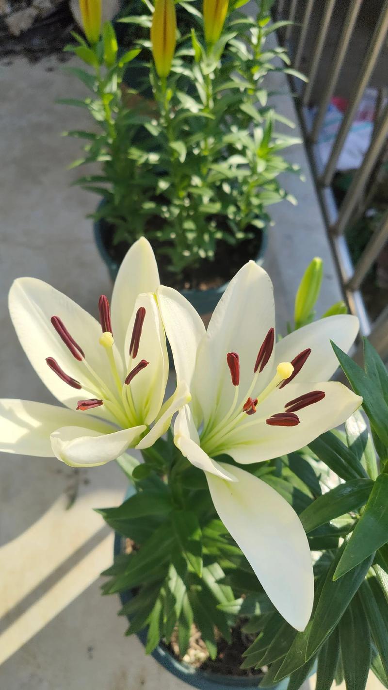 百合花什么时候开花，百合花的图片，百合花什么时候开的比较好看？