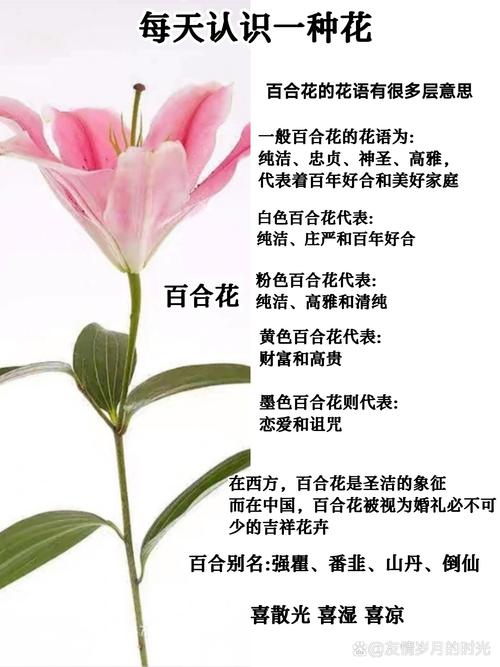 百合花什么时候开花,百合花的图片,百合花什么时候开的比较好看?-第4张图片-优品飞百科 百合花什么时候开花,百合花的图片,百合花什么时候开的比较好看?-第4张图片-优品飞百科
