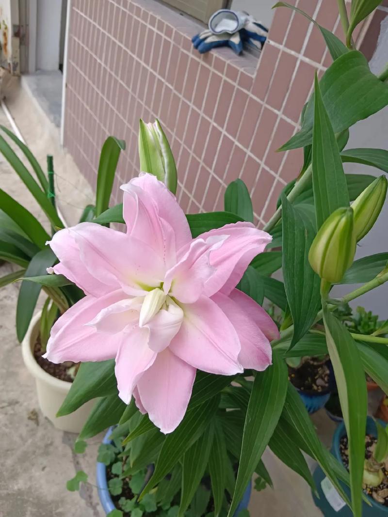 百合花什么时候开花,百合花的图片,百合花什么时候开的比较好看?-第5张图片-优品飞百科 百合花什么时候开花,百合花的图片,百合花什么时候开的比较好看?-第5张图片-优品飞百科