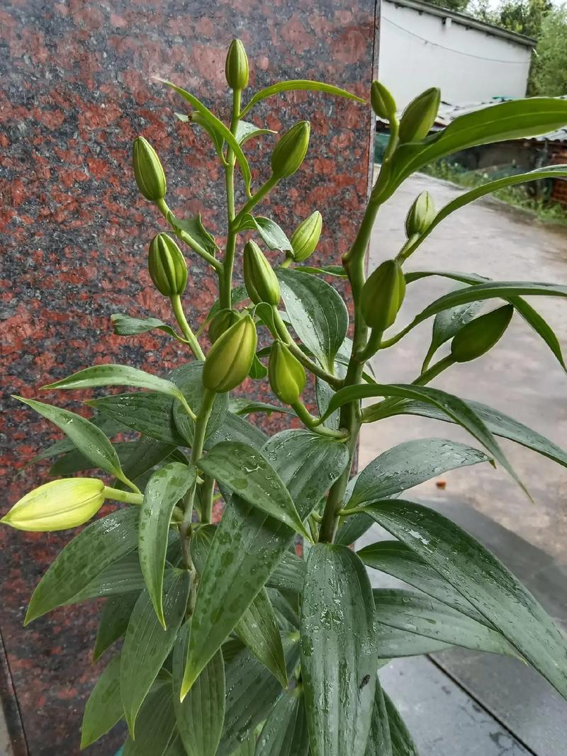 百合花什么时候开花,百合花的图片,百合花什么时候开的比较好看?-第6张图片-优品飞百科 百合花什么时候开花,百合花的图片,百合花什么时候开的比较好看?-第6张图片-优品飞百科
