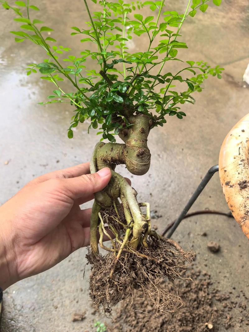 对节白蜡栽植和养护，对节白蜡盆景交流吧