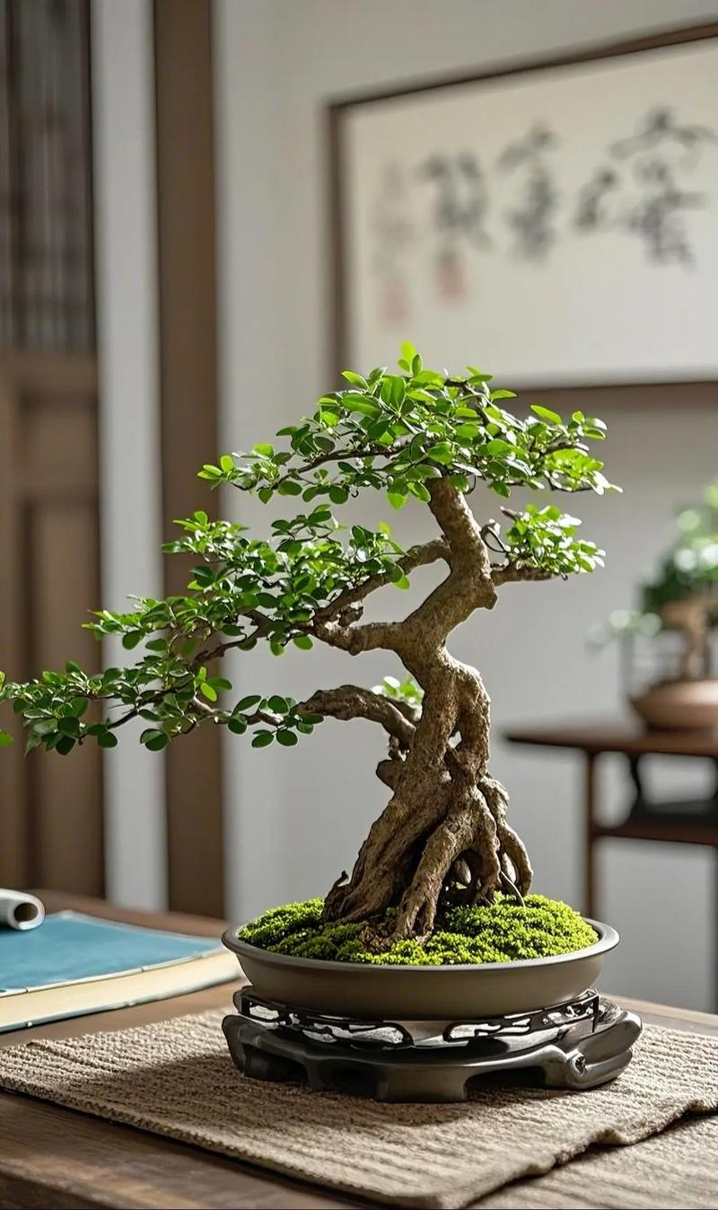 对节白蜡栽植和养护，对节白蜡盆景交流吧-第2张图片-优品飞百科
