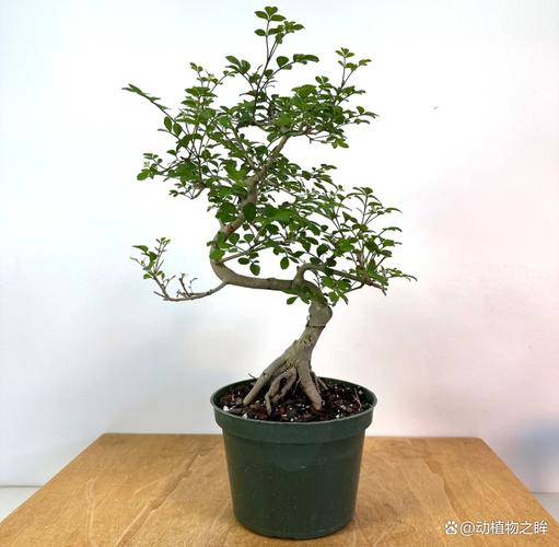 对节白蜡栽植和养护，对节白蜡盆景交流吧-第3张图片-优品飞百科