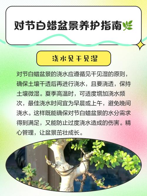 对节白蜡栽植和养护，对节白蜡盆景交流吧-第4张图片-优品飞百科