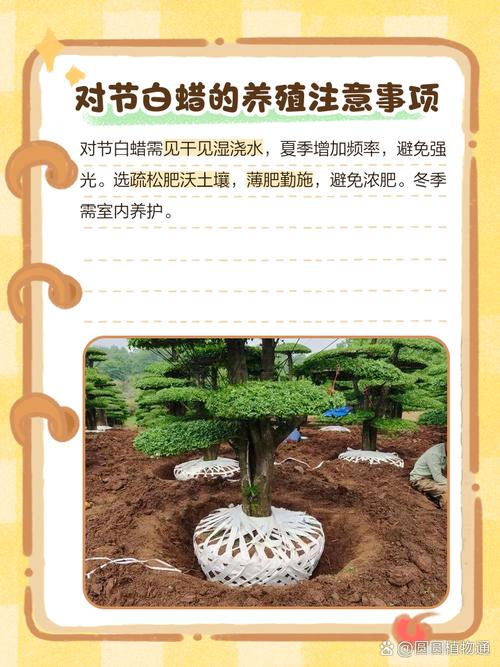 对节白蜡栽植和养护，对节白蜡盆景交流吧-第5张图片-优品飞百科