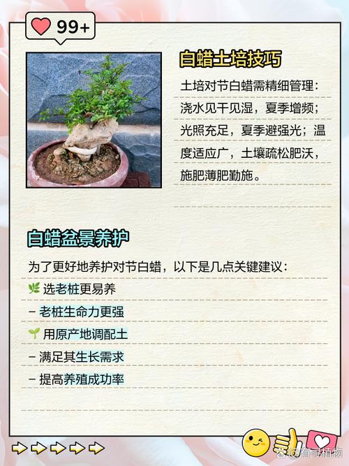 对节白蜡栽植和养护，对节白蜡盆景交流吧-第6张图片-优品飞百科