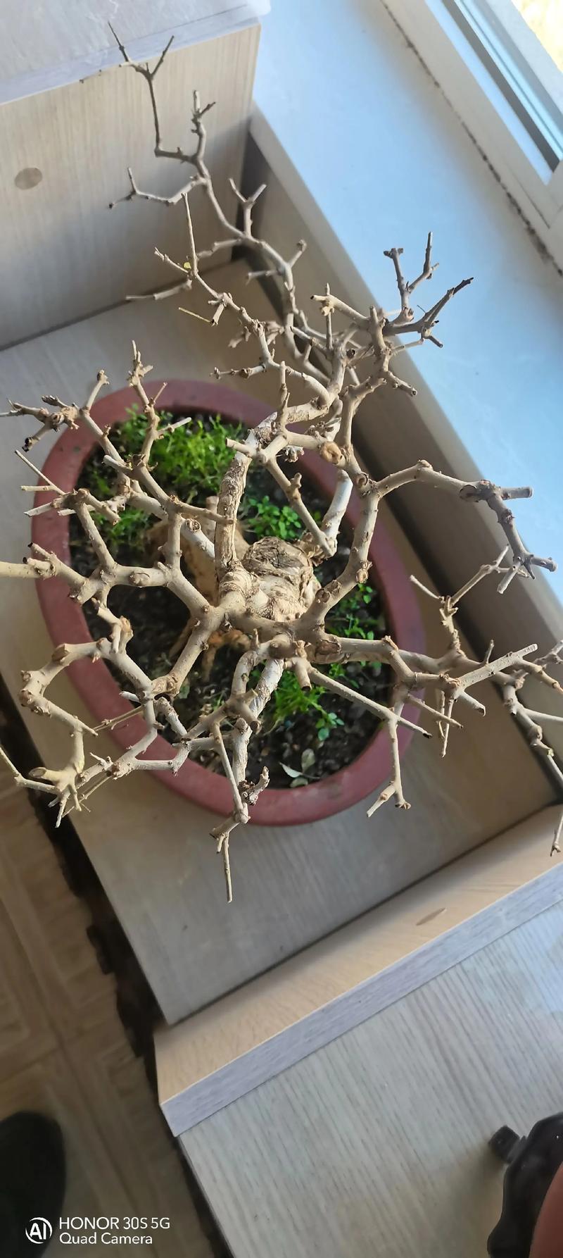对节白蜡栽植和养护，对节白蜡盆景交流吧-第7张图片-优品飞百科