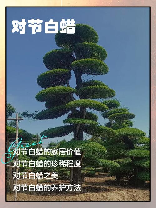 对节白蜡栽植和养护，对节白蜡盆景交流吧-第8张图片-优品飞百科