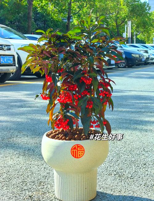 树上掉下来个种子，我捡回家，结果发财了，树上会掉下来什么虫-第2张图片-优品飞百科