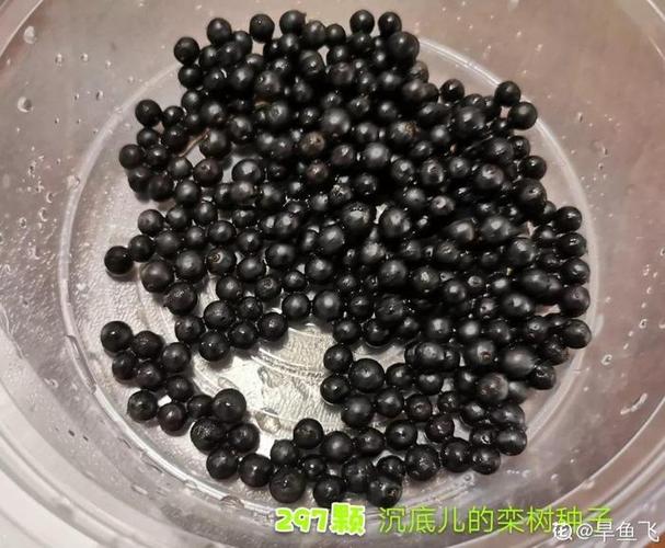 树上掉下来个种子，我捡回家，结果发财了，树上会掉下来什么虫-第5张图片-优品飞百科