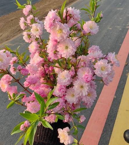 郁李和麦李的区别，麦李郁李欧李区别-第2张图片-优品飞百科