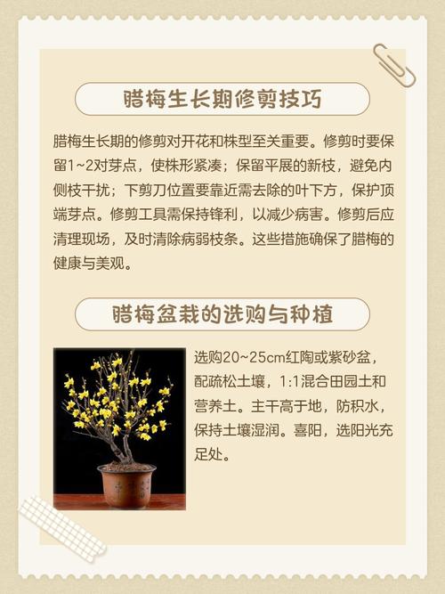 盆栽腊梅用什么土？盆栽腊梅用什么土种植？