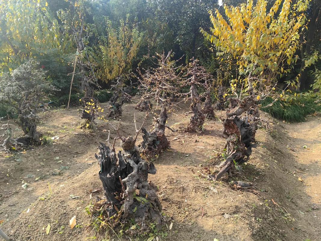 盆栽腊梅用什么土？盆栽腊梅用什么土种植？-第2张图片-优品飞百科