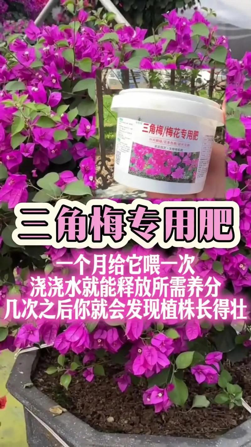 盆栽腊梅用什么土？盆栽腊梅用什么土种植？-第3张图片-优品飞百科