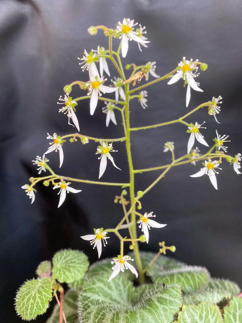 虎耳草的花语和寓意，有什么传说故事？虎耳草的介绍？