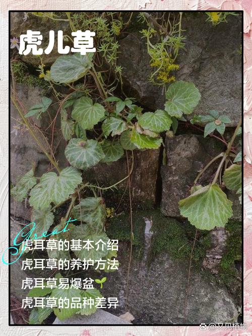 虎耳草的花语和寓意，有什么传说故事？虎耳草的介绍？-第2张图片-优品飞百科