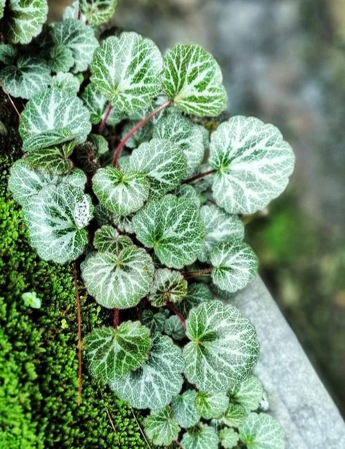 虎耳草的花语和寓意，有什么传说故事？虎耳草的介绍？-第4张图片-优品飞百科