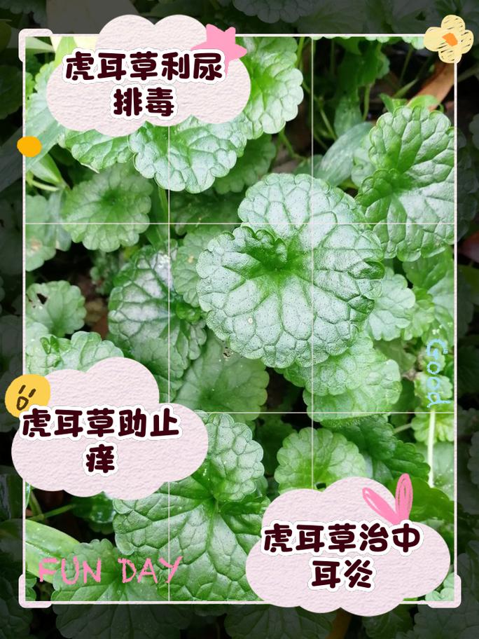 虎耳草的花语和寓意，有什么传说故事？虎耳草的介绍？-第7张图片-优品飞百科