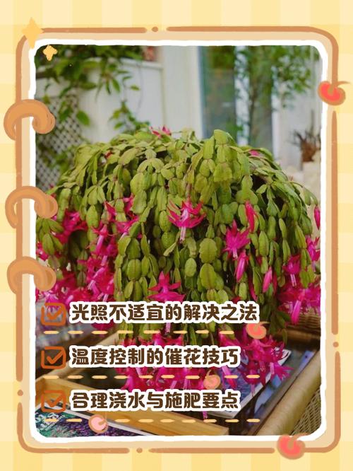 蟹脚兰为什么不开花，蟹脚兰为什么会烂根？-第2张图片-优品飞百科