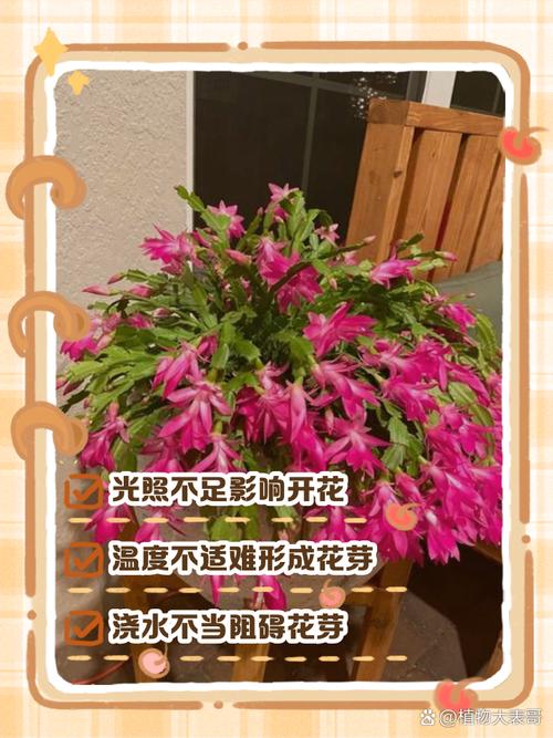 蟹脚兰为什么不开花，蟹脚兰为什么会烂根？-第3张图片-优品飞百科