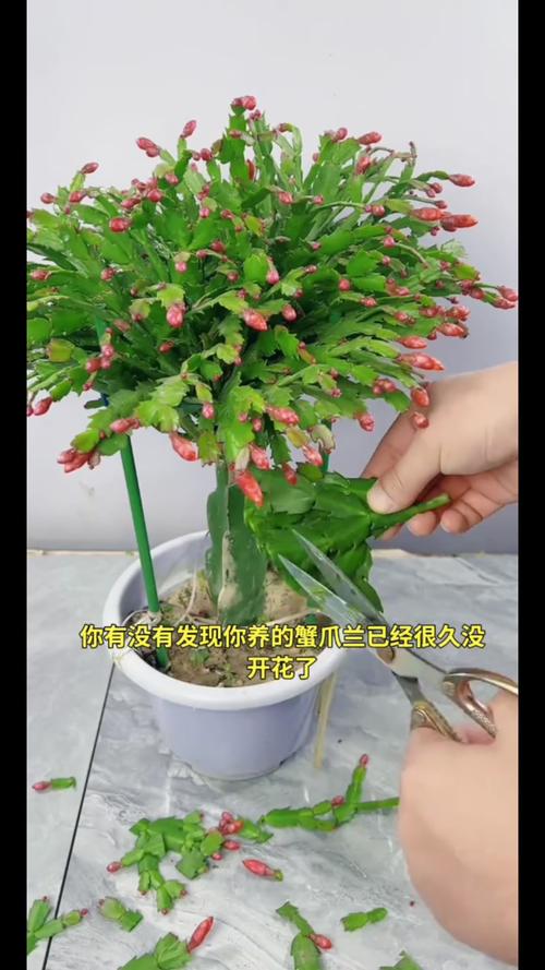 蟹脚兰为什么不开花，蟹脚兰为什么会烂根？-第5张图片-优品飞百科