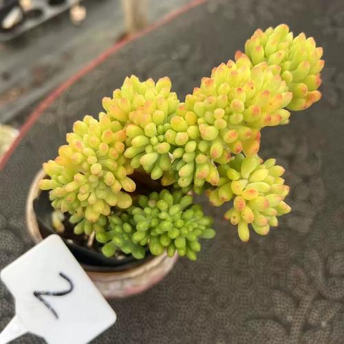 春梦殿锦的锦越来越少怎么办？春梦殿锦颜色变化？-第3张图片-优品飞百科