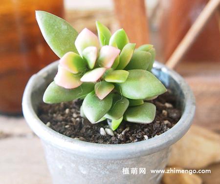 春梦殿锦的锦越来越少怎么办？春梦殿锦颜色变化？-第5张图片-优品飞百科