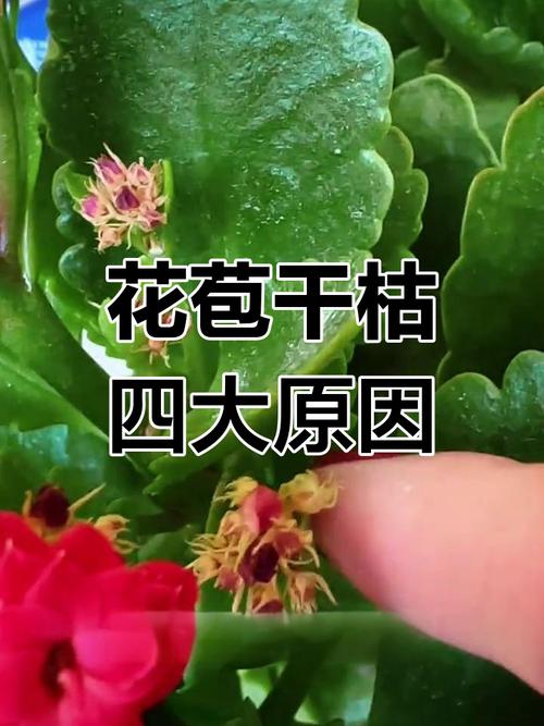 长寿花花苞变蔫萎缩怎么办，长寿花花苞枯萎如何挽救？