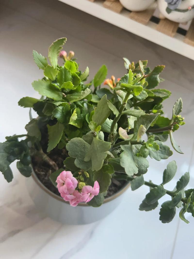 长寿花花苞变蔫萎缩怎么办,长寿花花苞枯萎如何挽救?-第2张图片-优品飞百科 长寿花花苞变蔫萎缩怎么办,长寿花花苞枯萎如何挽救?-第2张图片-优品飞百科