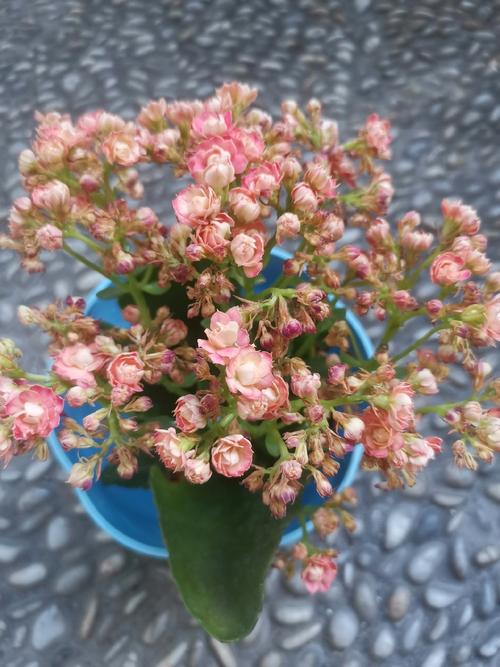 长寿花花苞变蔫萎缩怎么办,长寿花花苞枯萎如何挽救?-第3张图片-优品飞百科 长寿花花苞变蔫萎缩怎么办,长寿花花苞枯萎如何挽救?-第3张图片-优品飞百科