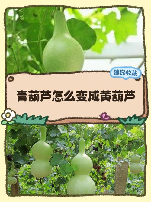 自己种的葫芦摘下来怎么处理，自己种植的葫芦怎么保存