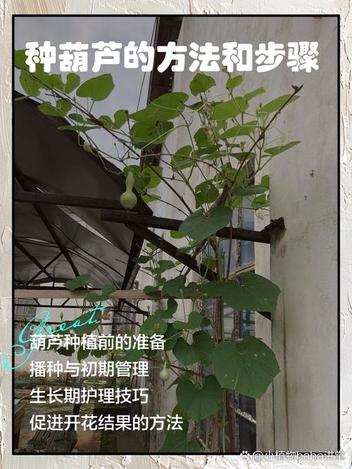 自己种的葫芦摘下来怎么处理，自己种植的葫芦怎么保存-第3张图片-优品飞百科