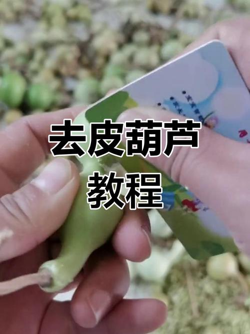 自己种的葫芦摘下来怎么处理，自己种植的葫芦怎么保存-第5张图片-优品飞百科