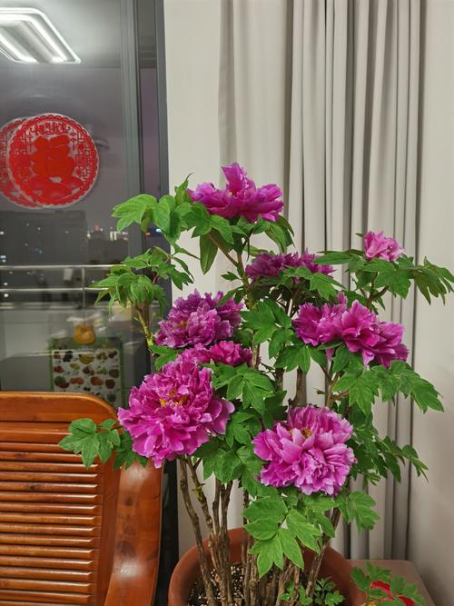 牡丹花能放在卧室养吗，牡丹花能放在卧室养吗有毒吗？-第3张图片-优品飞百科