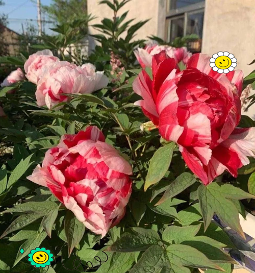 牡丹花能放在卧室养吗，牡丹花能放在卧室养吗有毒吗？-第7张图片-优品飞百科