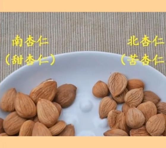 银杏和杏仁有什么区别，银杏和杏仁有什么区别图片？-第4张图片-优品飞百科