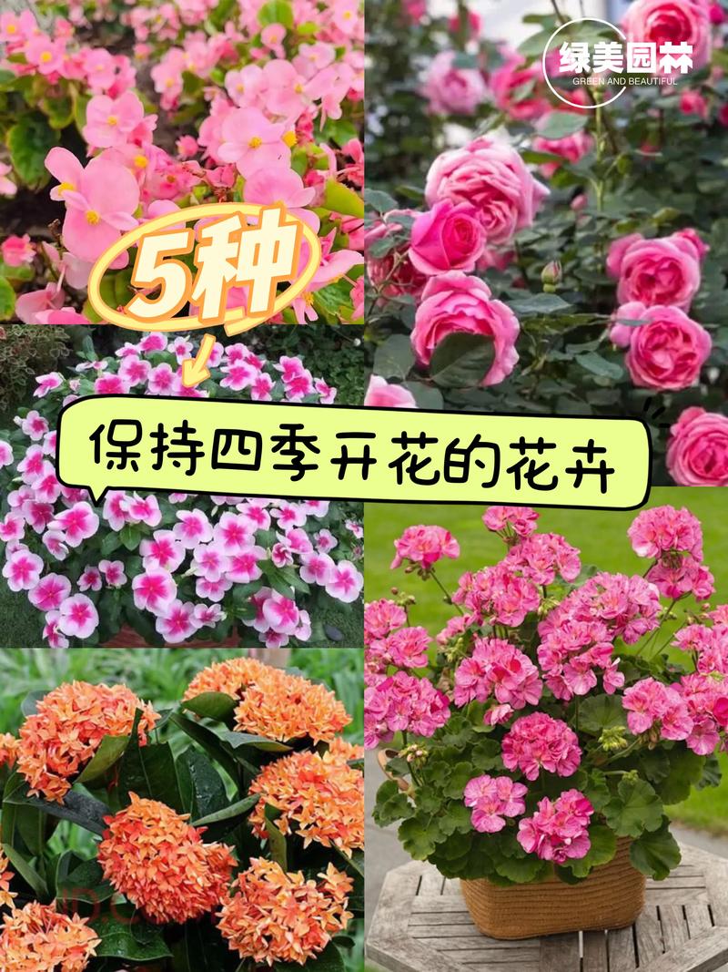 蓝雪花怎么养？蓝雪花怎么养成棒棒糖状态？-第2张图片-优品飞百科