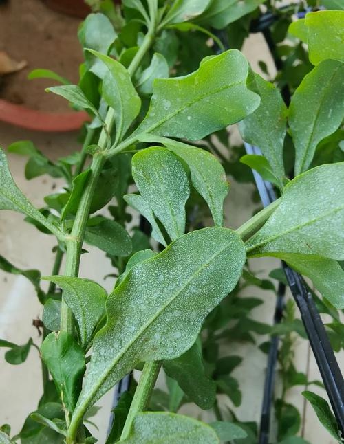 蓝雪花怎么养？蓝雪花怎么养成棒棒糖状态？-第3张图片-优品飞百科