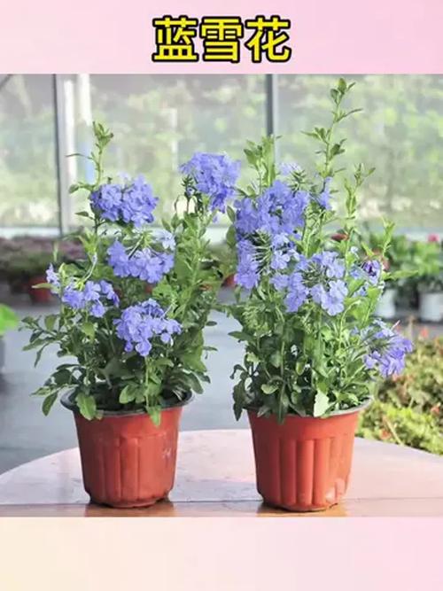 蓝雪花怎么养？蓝雪花怎么养成棒棒糖状态？-第4张图片-优品飞百科